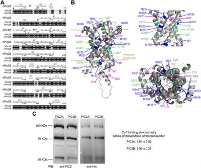 The mitochondrial Cu+ transporter PiC2 (SLC25A3) is a target of MTF1 and contributes to the development of skeletal muscle in vitro